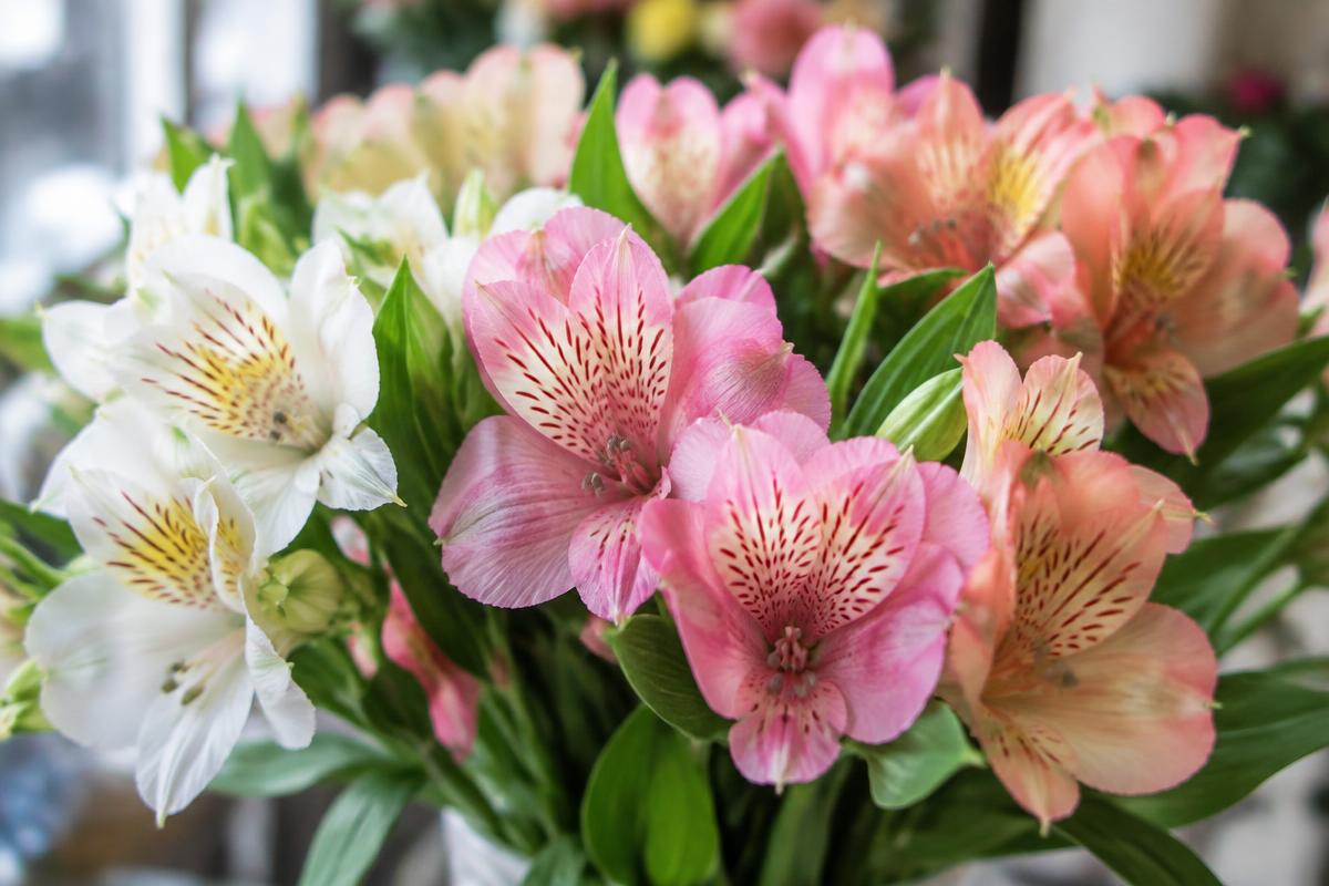 Alstroemeria