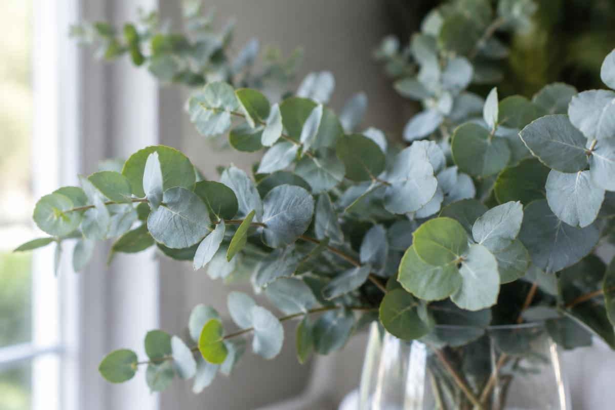 Eucalyptus