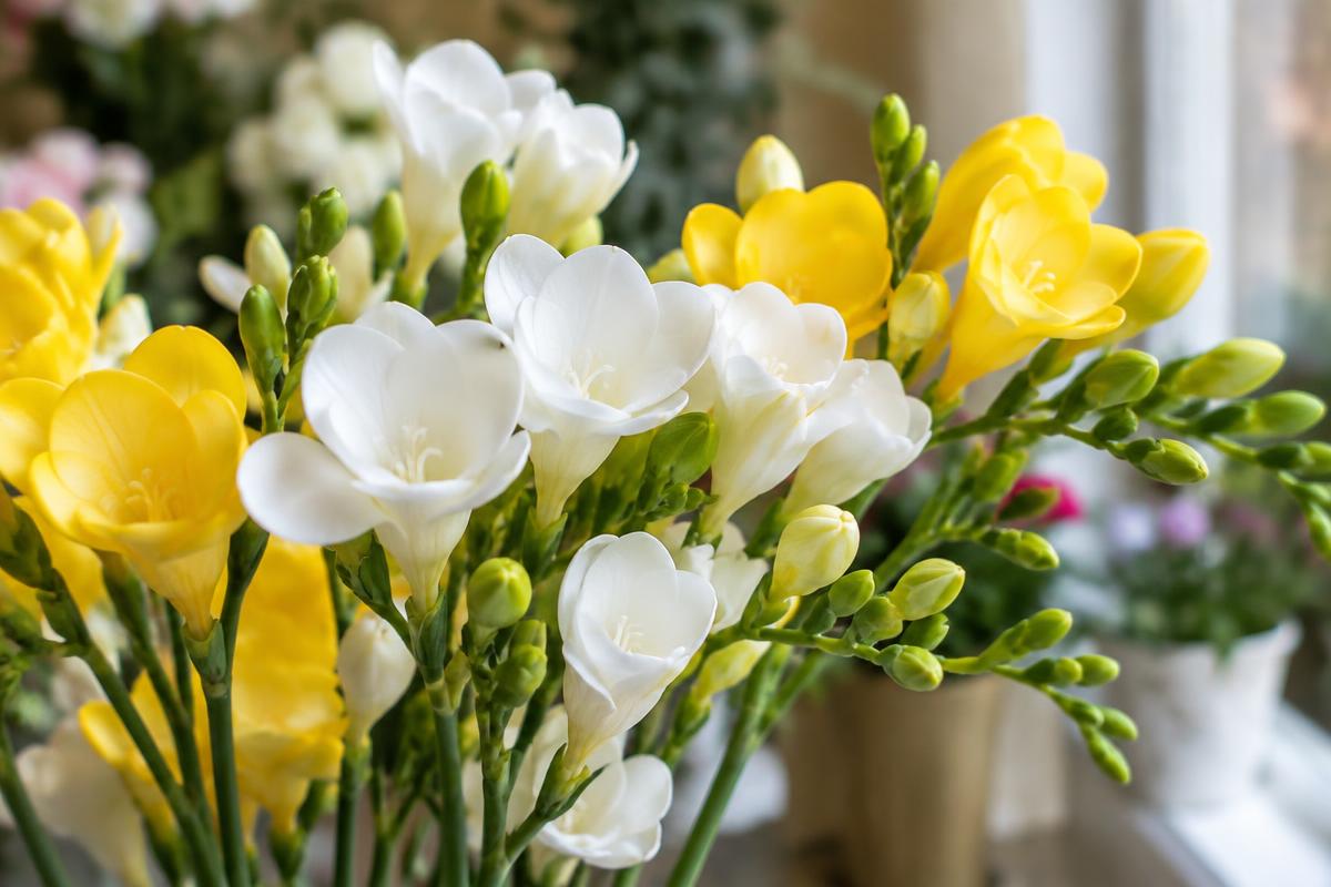 Freesia