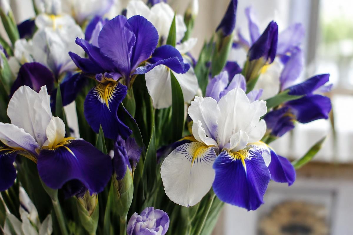 Iris