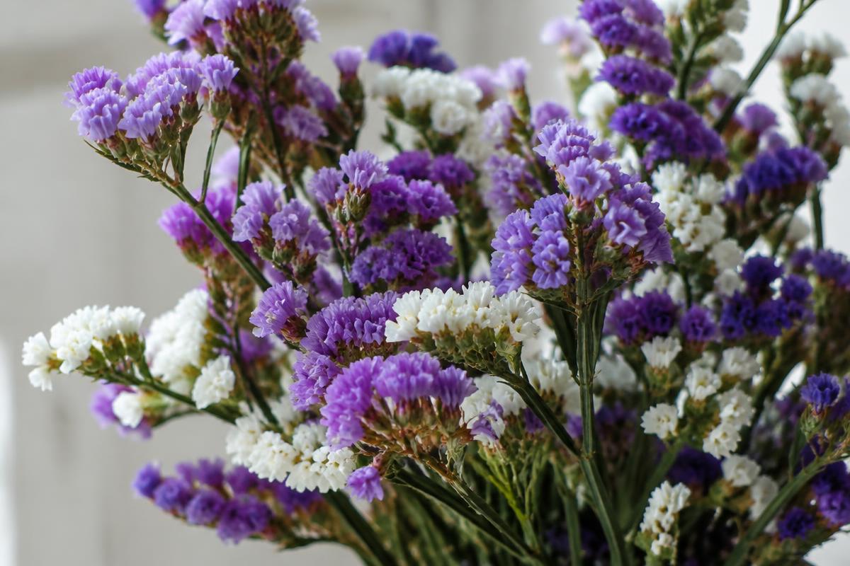 Limonium (lamsoor)