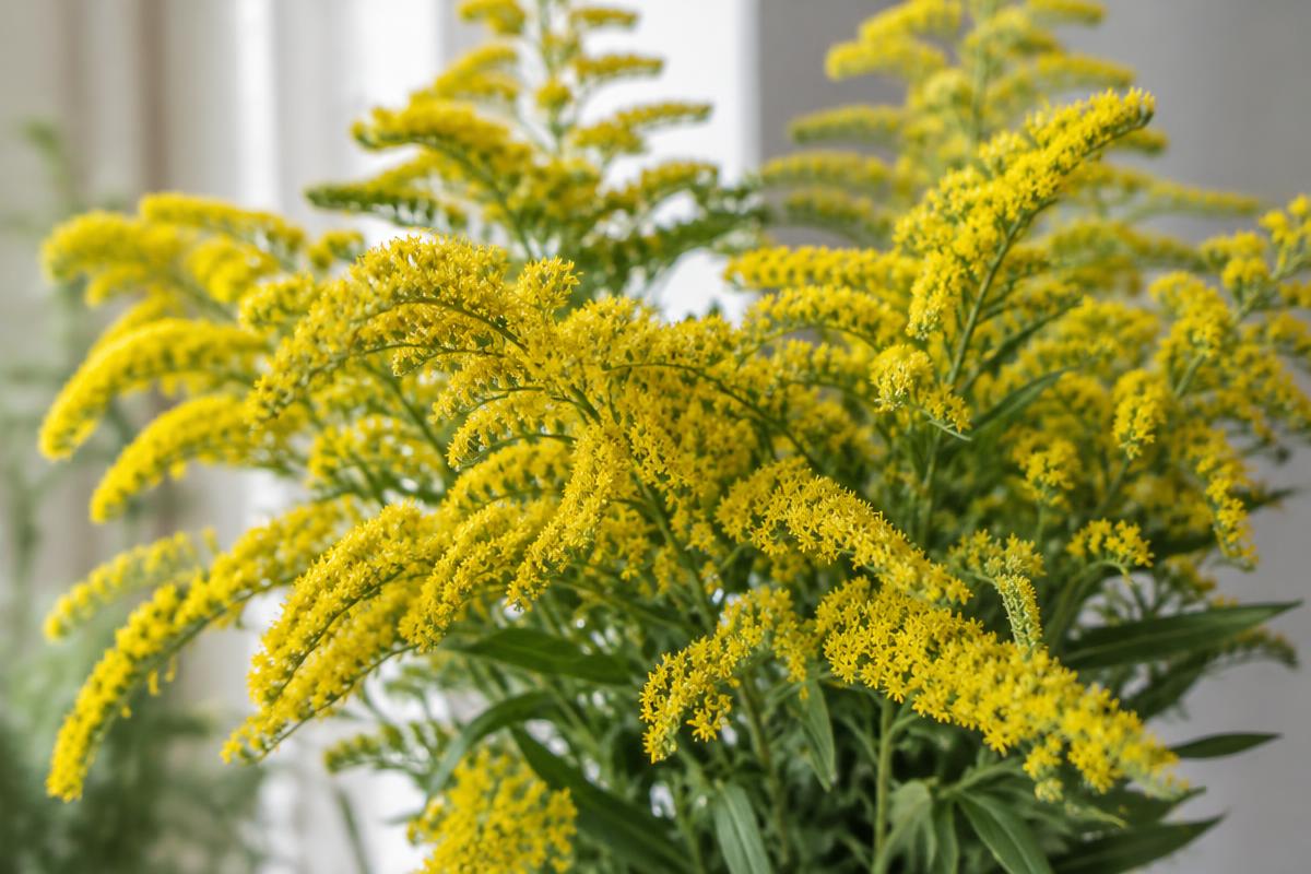 Solidago (guldenroede)